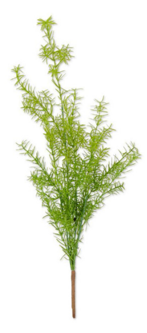 Bush, Asparagus Fern, 27"