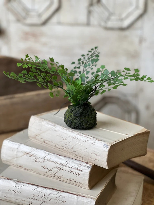 *NEW* Fern, Hillsong Rooted Fern Maidenhair