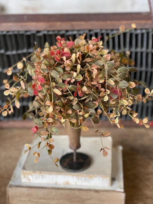 Drop-In, Bog Pimpernel, Red/Orange, 12"