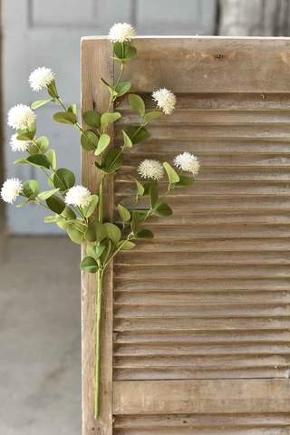 Calistoga Spray, Cream