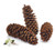 Natural Pine Cones LARGE
