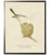 Wall Art, Bird and Nest Bookplate In Ivory Background Blue-Gray Gnatcatcher