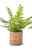 Fern, Maidenhair Fern In Woven Basket