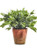 Potted Herb, Basil 12"