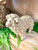 Sheep, Jute SMALL