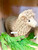 Sheep, Jute LARGE