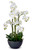 Orchid, 7 Shoots 33" In Black Pot