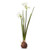 Flower, Paperwhite Bulb Faux