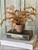 Fern, Potted Autumnal Cinnamon 18"