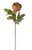 Stem, Dried Peony Green w/ Pink 24"