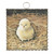 Gallery Art, Baby Chick 6x6