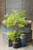 Potted Fern, Hillside Grove Tree 