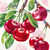 Cherry Fruits Cream Cocktail Napkin