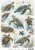 Sea Turtles A4 Decoupage Rice Paper