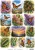 Monarch Butterfly A4 Decoupage Rice Paper, Assorted Desgins
