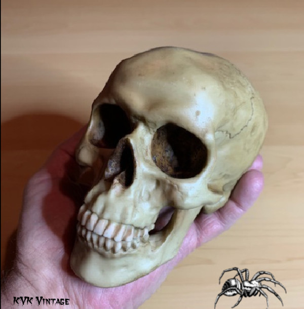 Spooky Human Skull Replica