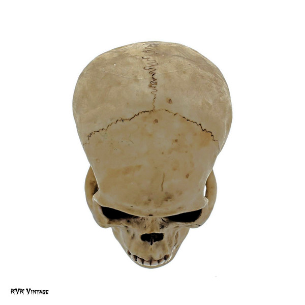 Spooky Human Skull Replica Spooky Human Skull Replica