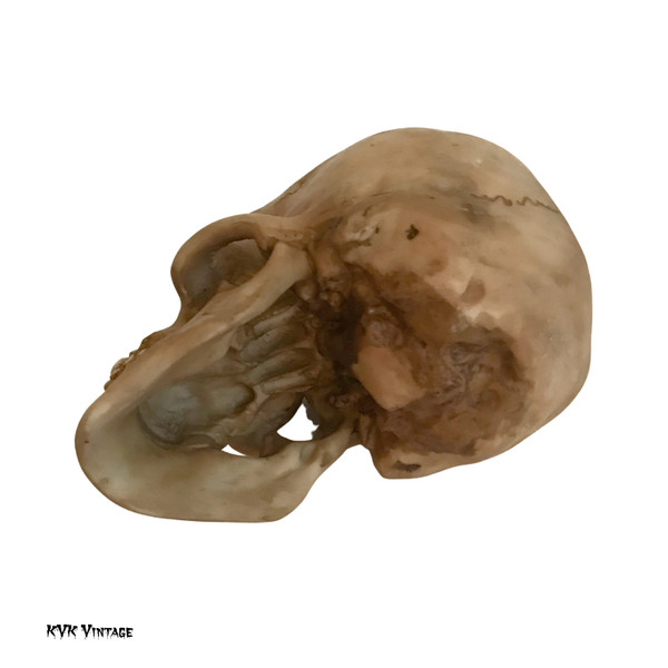 Spooky Human Skull Replica Spooky Human Skull Replica