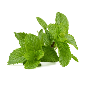 Mint