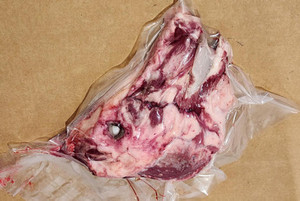 pig head