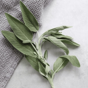 Sprig of Sage