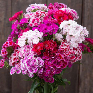 Doubled Chinensis Mix Dianthus - 25 SEEDS