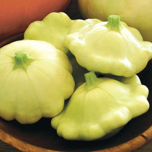 Benning's GT Summer Squash Seeds - 1/8 OZ