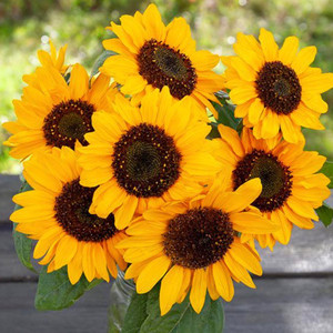 Hella Sonnenblume Sunflower Sunflowers - 1/16 OZ