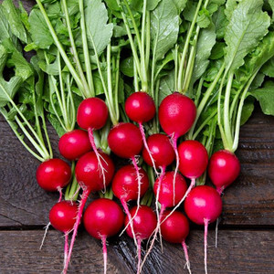 Sora Radish - 100 SEEDS