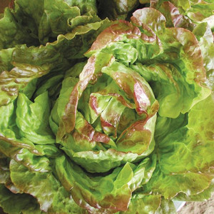 Pirat Butterhead Lettuce - 500 Seeds