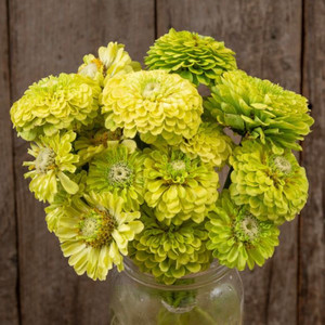 Queeny Lime Zinnia- 20 SEEDS