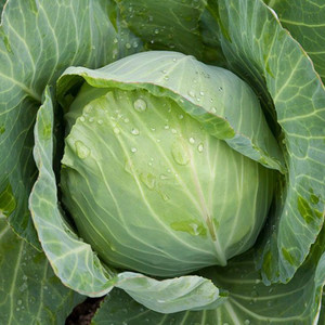 Golden Acre Cabbage Seeds - 1/32oz
