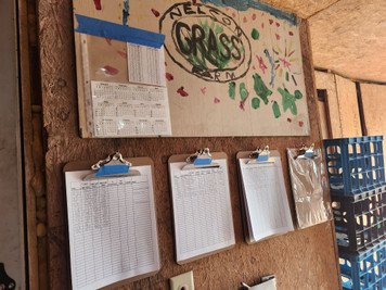 This is the summer of measurement at Nelson Grass Farm