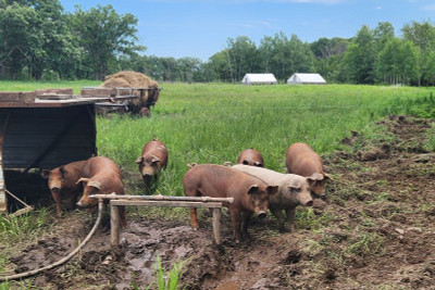 Buying A Whole Or Half Pig