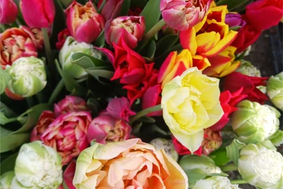 Tulip Care