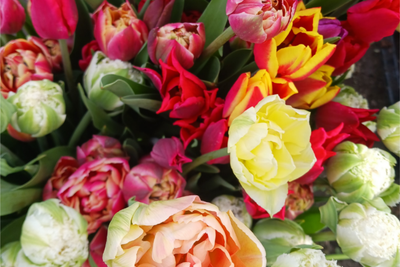 Tulip Care