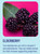 Pre and Probiotic Sparkling Drink - Gauva Rose - 12oz