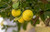 Lemons - 3ct