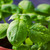 Herbs - Basil - 0.75oz