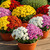 Pot of Mums