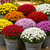 Pot of Mums