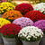 Pot of Mums