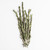Sprig of Rosemary