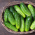 National Pickling Cucumber - 1/16oz