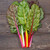 Peacock Formulated Blend Chard - 100 SEEDS