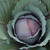 Red Express Cabbage Seeds- 1/32oz