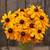Marmalade Rudbeckia - 50 SEEDS
