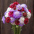 Dynamic Mix Scabiosa- 50 SEEDS