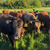 Cows on pasture