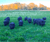 The Pork Chop Taste Test Bundle - Avg 4.3lb